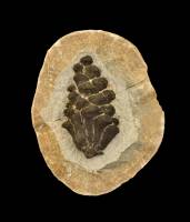 Cône de Pin fossile (Pinus sp.)